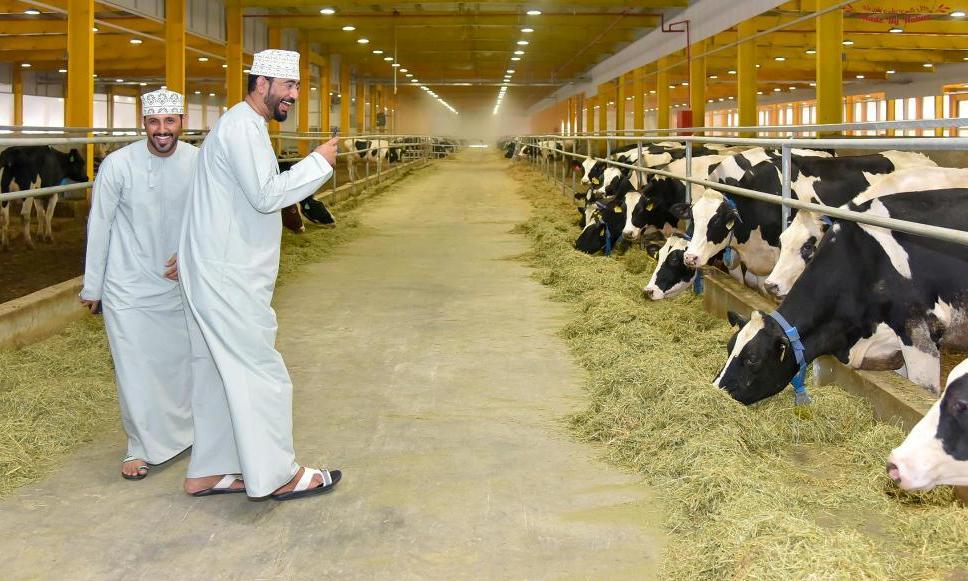 The herd will be settled at Baladna Farms, 50 kilometers (31 miles) north of Doha. The location, which includes an amusement park, restaurant and sheep, has almost become a pilgrimage site for Qatari and foreign visitors who bear witness at the automated 