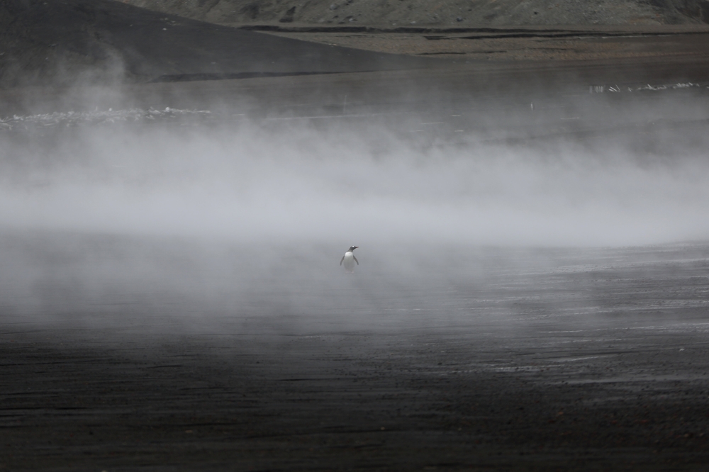 A penguin walks through the geothermal fog on Deception Island, which is the caldera of an active volcano in Antarctica, February 17, 2018. Reuters/Alexandre Meneghini 