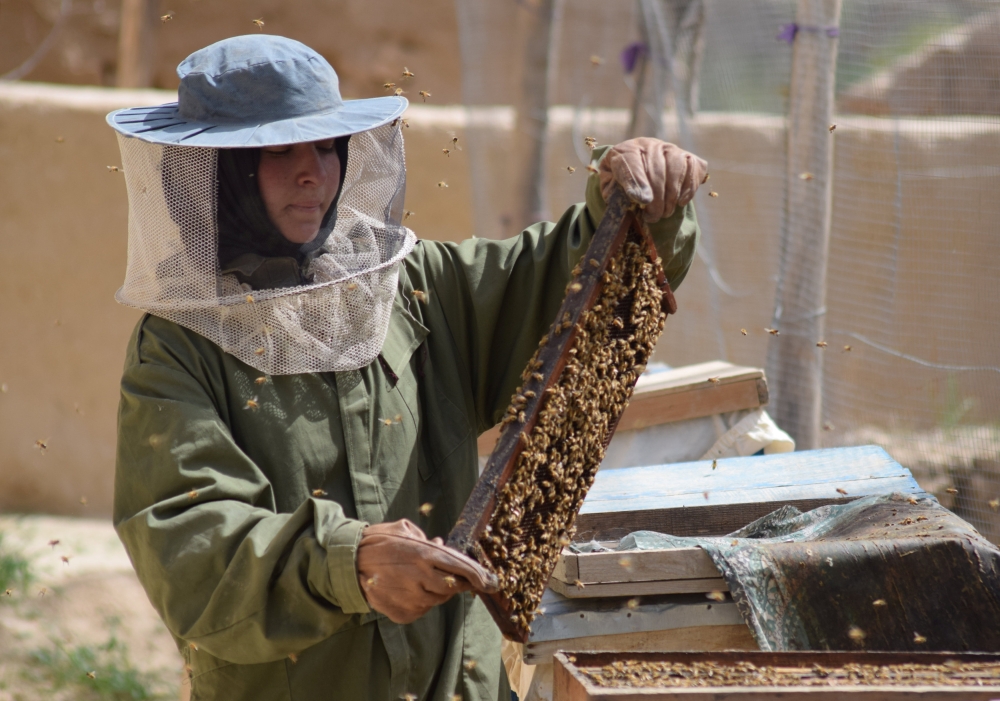 Beekeeper Frozan, 16, checks a beehive in the Marmul district of Balkh province, Afghanistan March 29, 2018. Picture taken March 29, 2018. REUTERS/Stringer