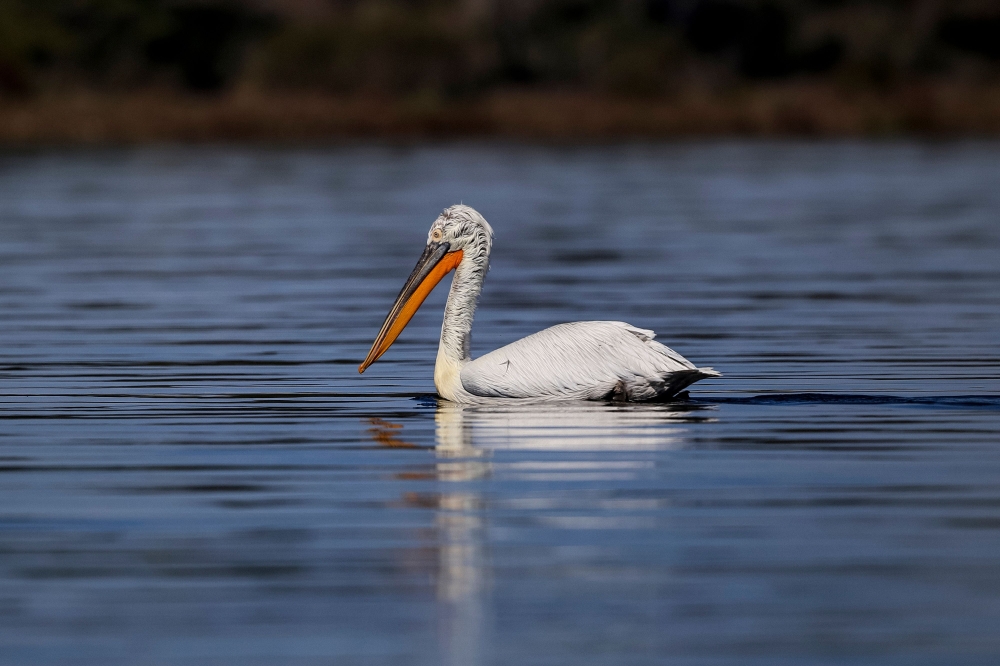 This picture taken on March 11, 2018, shows a curly pelican in the Karavasta lagoon, part of the Divjake Karavasta National Park. AFP / Gent SHKULLAKU