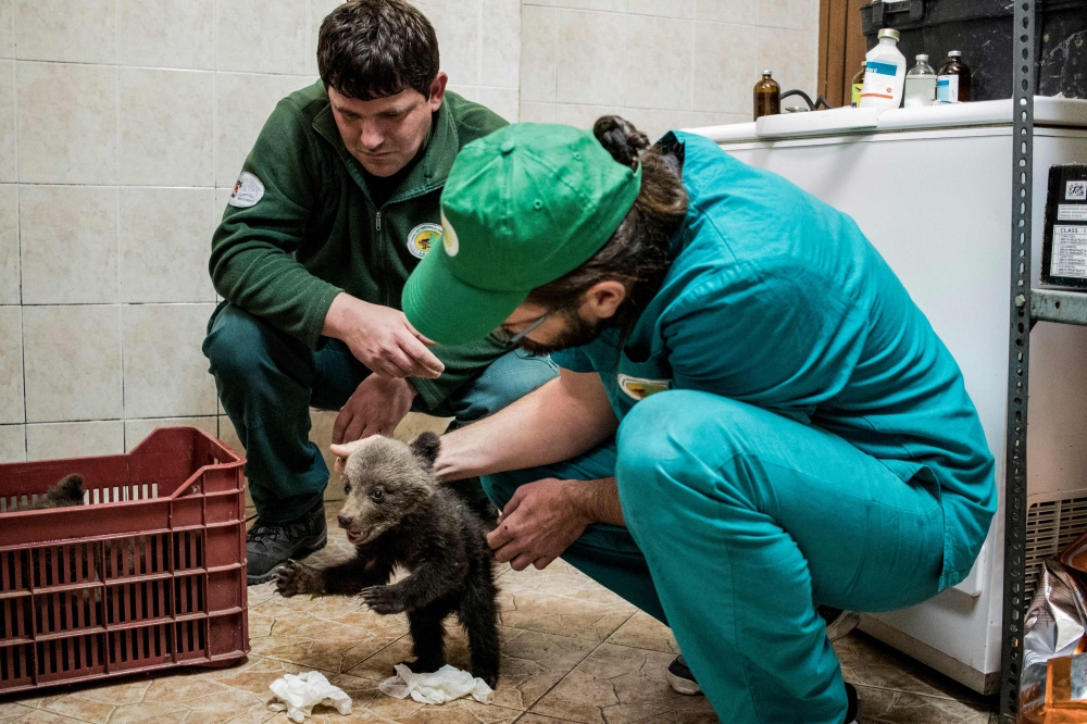 This handout photo relased by Four Paws Foundation and dated April 22, 2018, shows Members of the foundation looking at one of three three-months old bear cubs found by the Bulgarian authorities in the wild in the Rhodope mountains, rescued at the Dancing