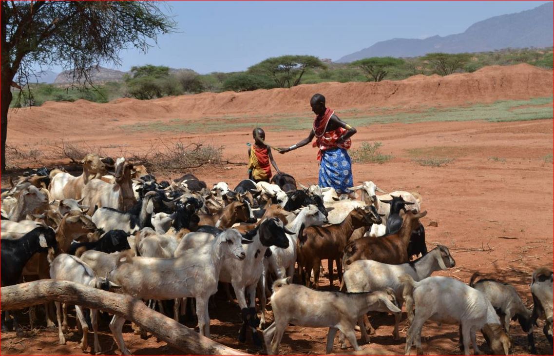 Pastoralists herding sheep and goats in Isinya, Kenya, September 28, 2017. Thomson Reuters Foundation/Isaiah Esipisu