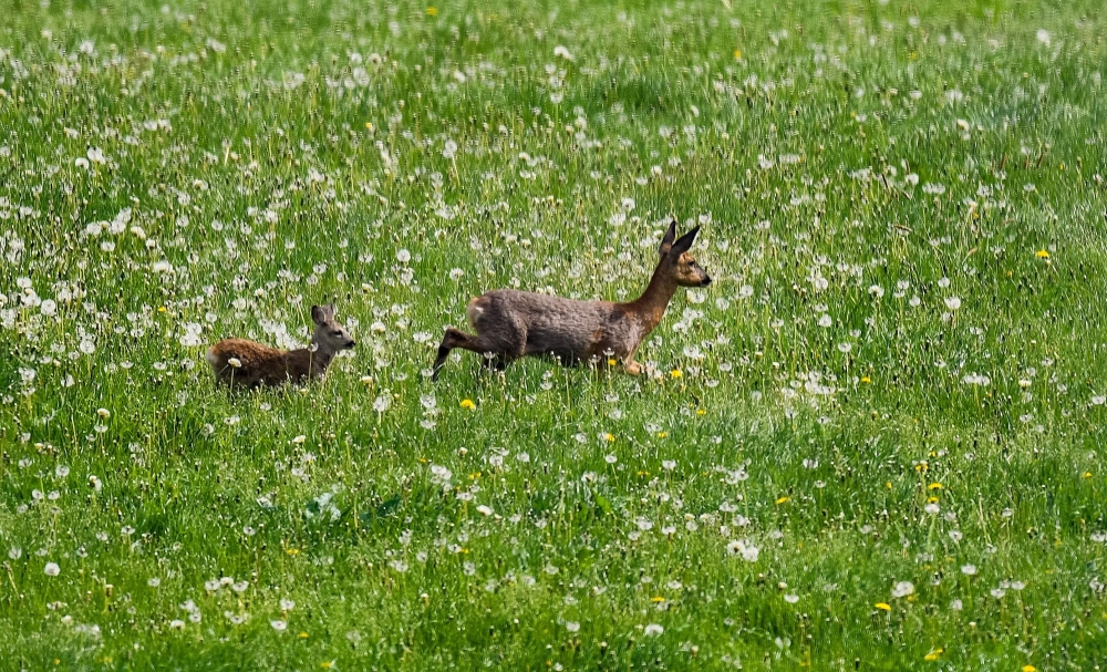 A fawn and its mother stand on a meadow in Breckerfeld, western Germany, on Mother's Day, May 13, 2018. AFP / Sascha Schuermann