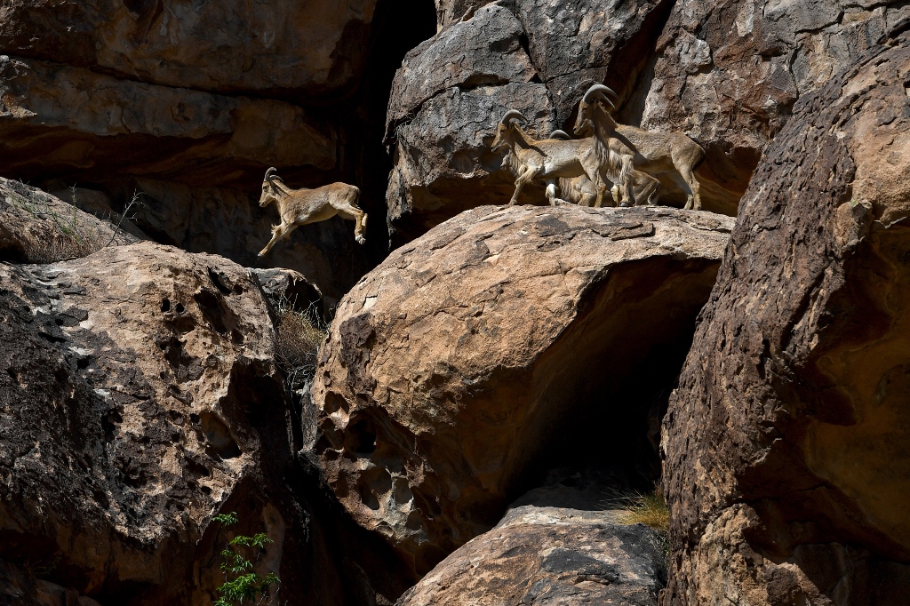 Aoudads scamper across rocks at Hueco Tanks State Historic Site outside of El Paso, Texas. Washington Post photo by Katherine Frey
