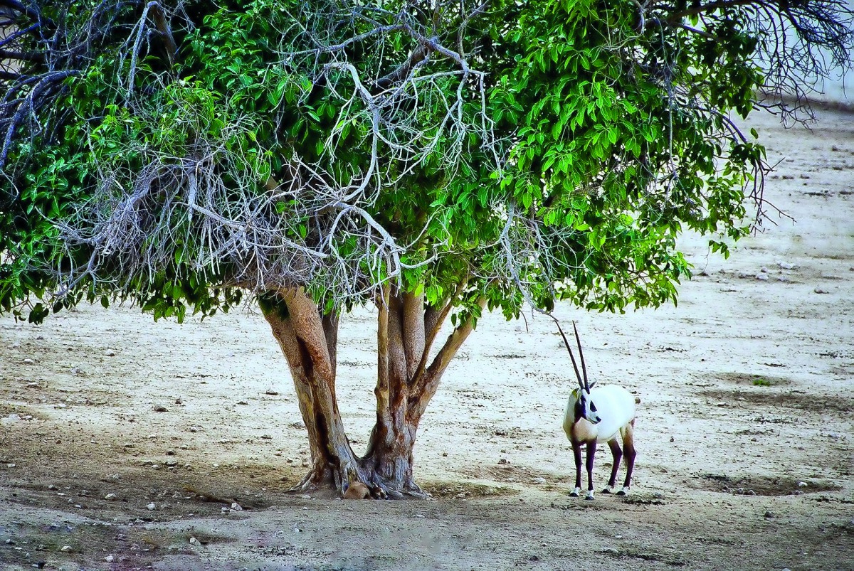 An Oryx in a protected natural reserve in Qatar.