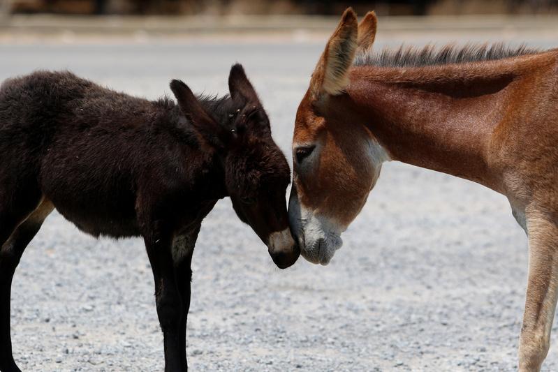 Wild donkeys are seen in Karpasia peninsula in northern Cyprus in this file picture taken on August 3, 2017.  Reuters/Yiannis Kourtoglou