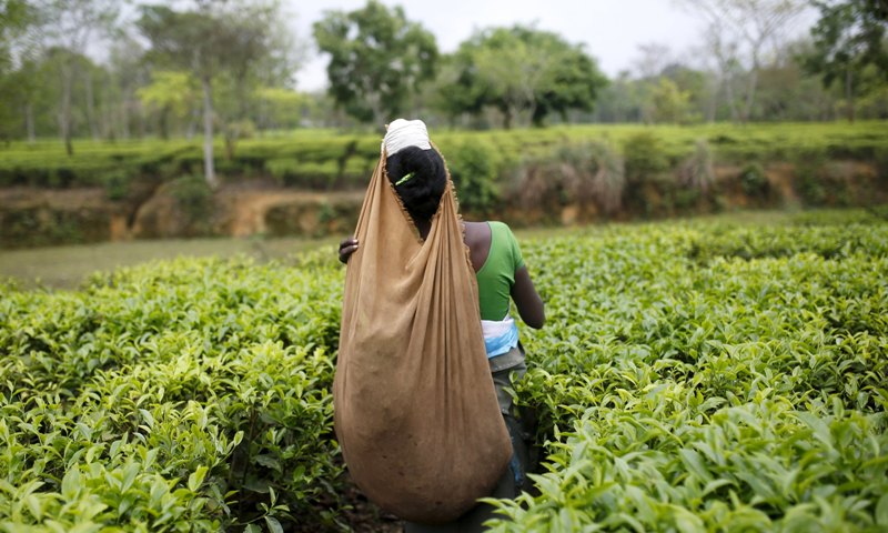 A tea garden worker plucks tea leaves on an estate in Assam, India, April 21, 2015. Reuters/Ahmad Masoodc