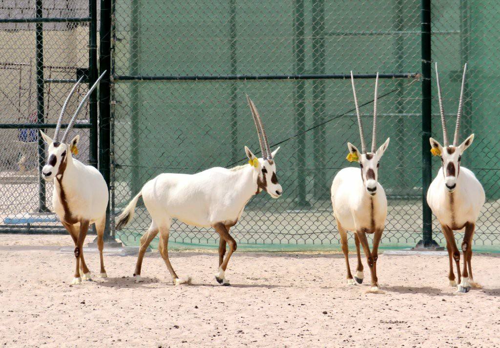 Oryxes at Al Shahaniya Animal Research Center run by the Ministry of Municipality and Environment.  