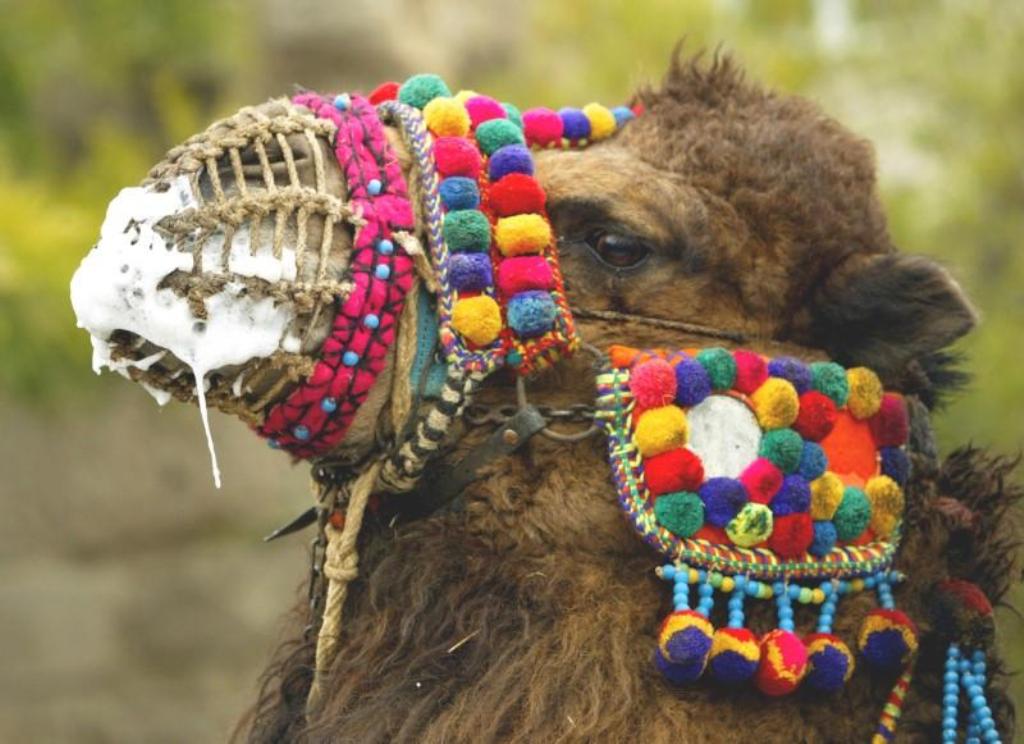 File photo of a wrestling camel is paraded through the main street in the western Turkish town of Selcuk January 15, 2005. REUTERS/Fatih Saribas FS/