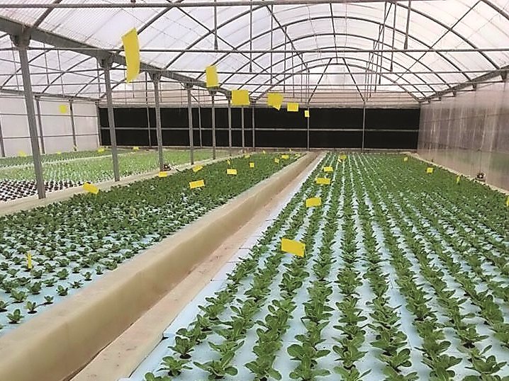 An agricultural farm in Qatar. 