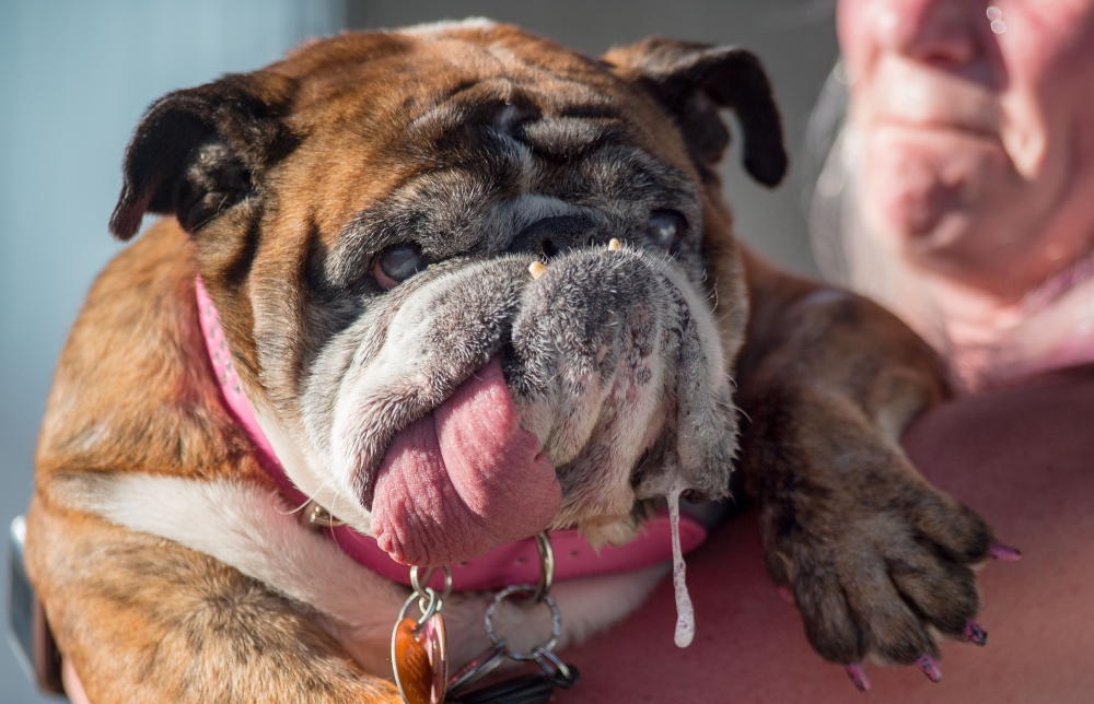 Zsa Zsa, an English Bulldog, drools while competing in The World's Ugliest Dog Competition in Petaluma, north of San Francisco, California on June 23, 2018. AFP / JOSH EDELSON