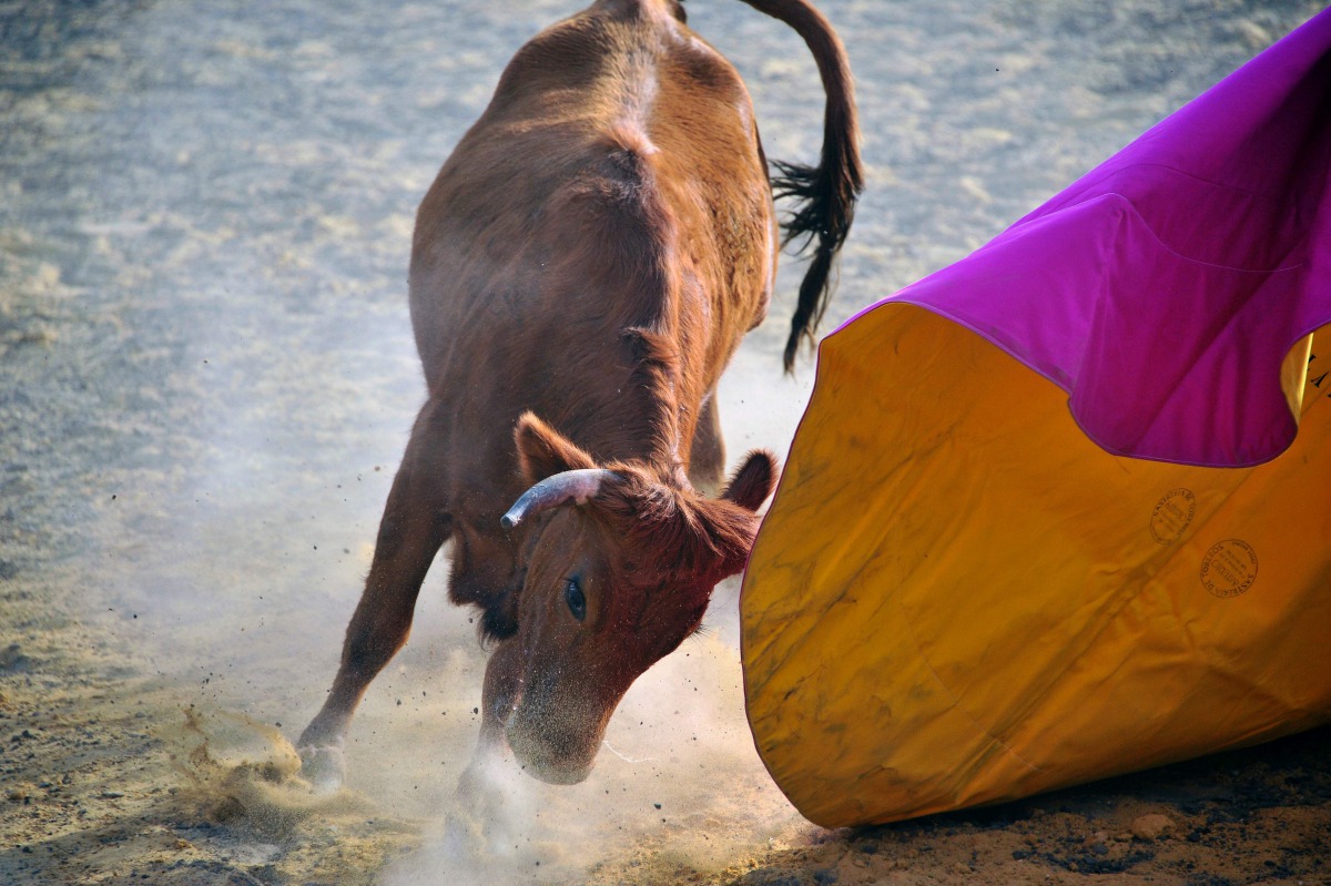 A bull charges during a bullfighting training session in Mosquera municipality on the outskirts of Bogota, Colombia on January 17, 2017. AFP / Guillermo Legaria