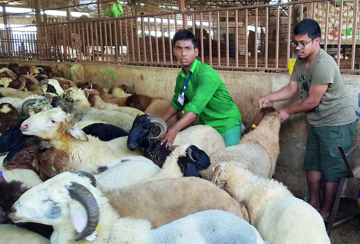 People buying sacrificial sheep at the Abu Hamour livestock market for Eid Al Adha. Pic: Abdul Basit / The Peninsula