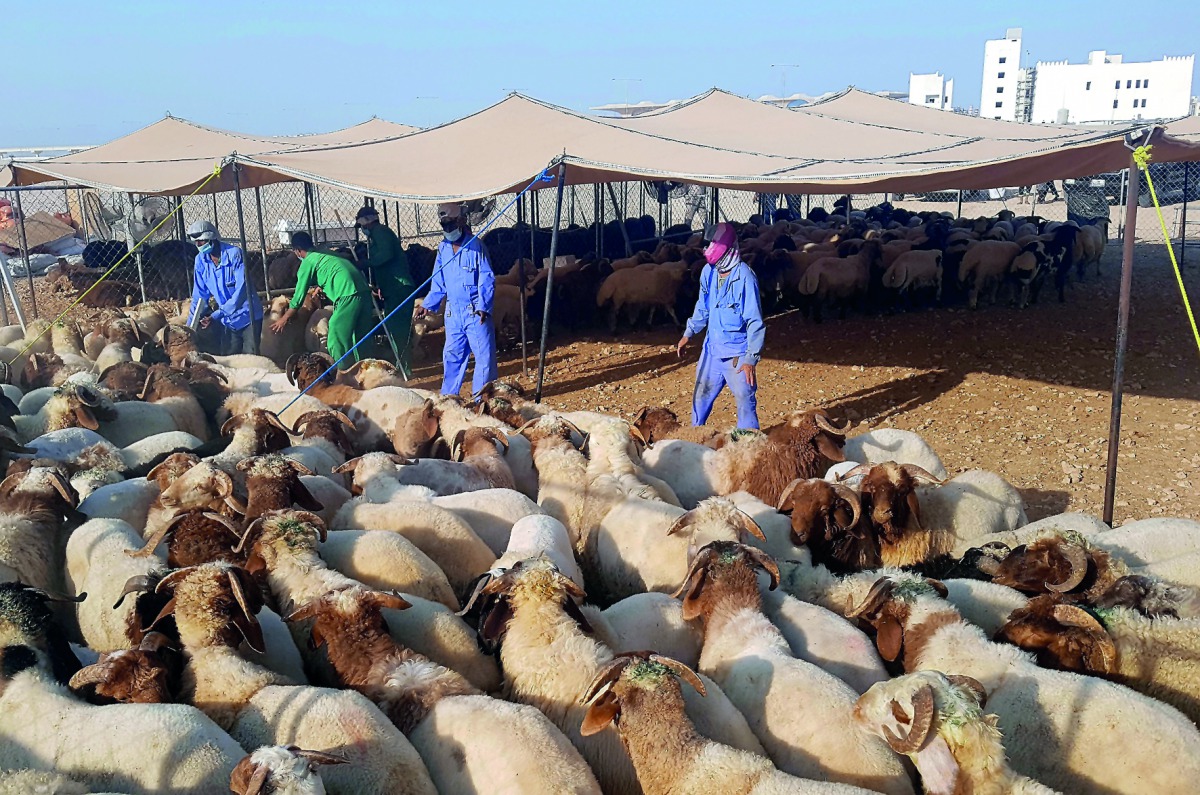 An outlet for sacrificial animals for Eid Al Adha set up by Widam Food Comany at Al Wakrah behind Woqod Petrol Station. Pic: Abdul Basit / The Peninsula