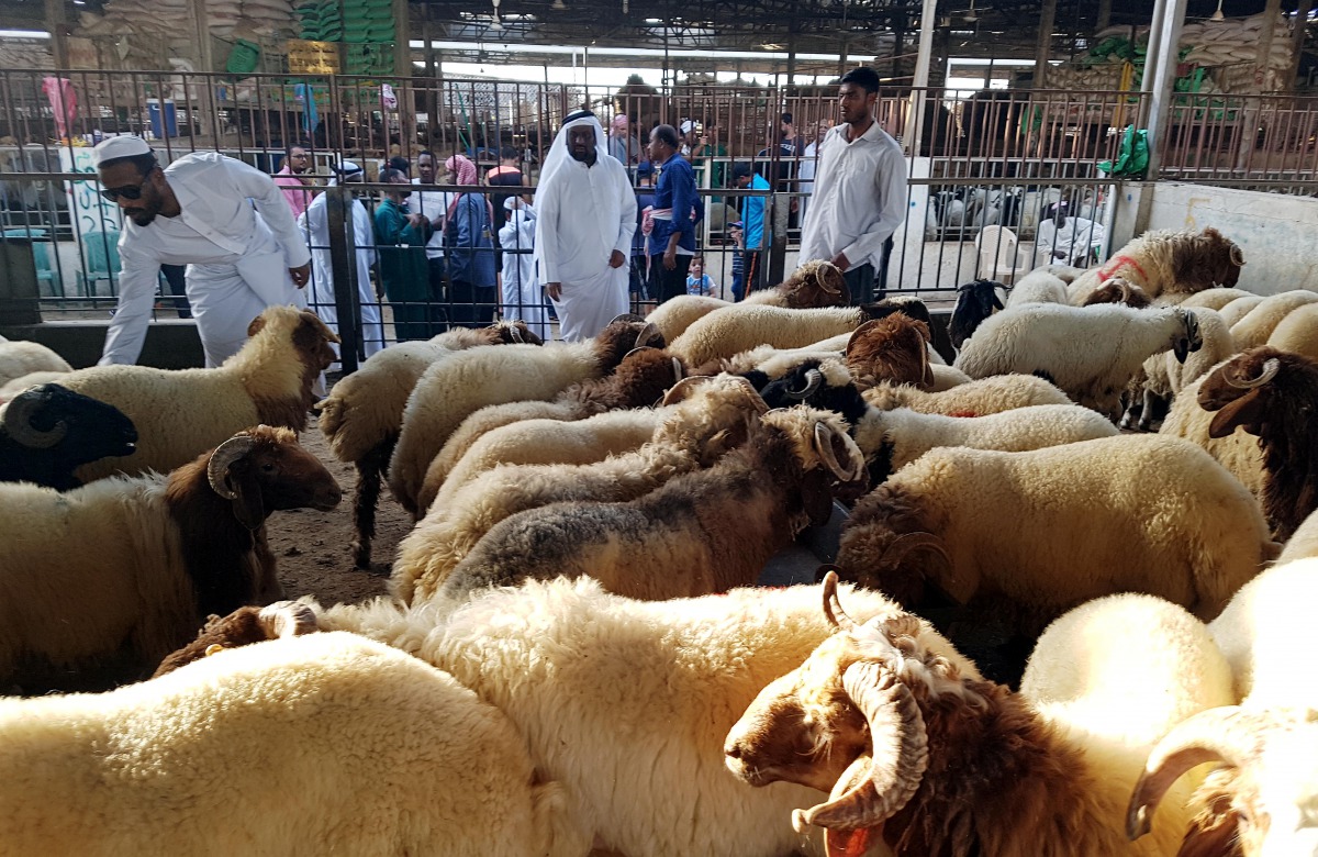 People buying sacrificial sheep at the Abu Hamour livestock market for Eid Al Adha. (Pic: Abdul Basit / The Peninsula)