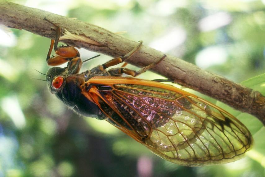 A cicadas pictured in in Ohio, West Virginia in May 2016. (Hyungwon Kang HK/Reuters) 