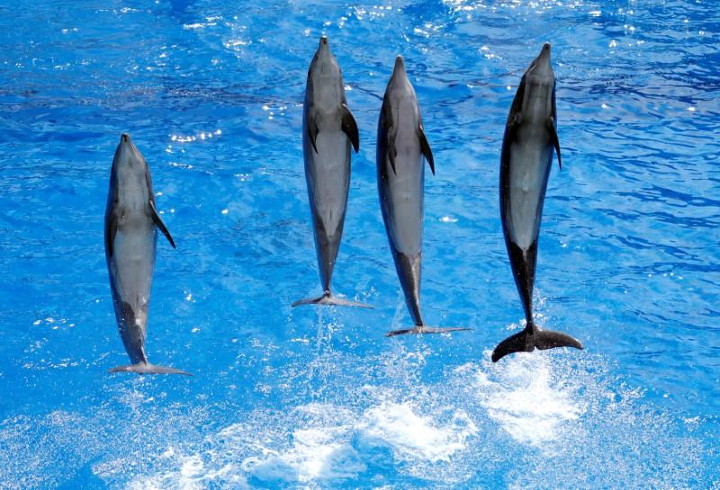 File photo: Dolphins perform during a press visit May 10, 2017 at the Marineland Zoo in Antibes, France. (Reuters / Eric Gaillard) 