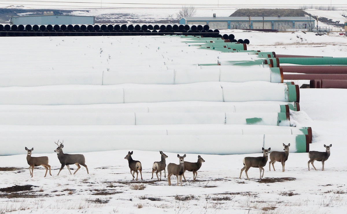 Deer gather at a depot used to store pipes for Transcanada Corps planned Keystone XL oil pipeline in Gascoyne, North Dakota, January 25, 2017. (Reuters/Terray Sylvester) 