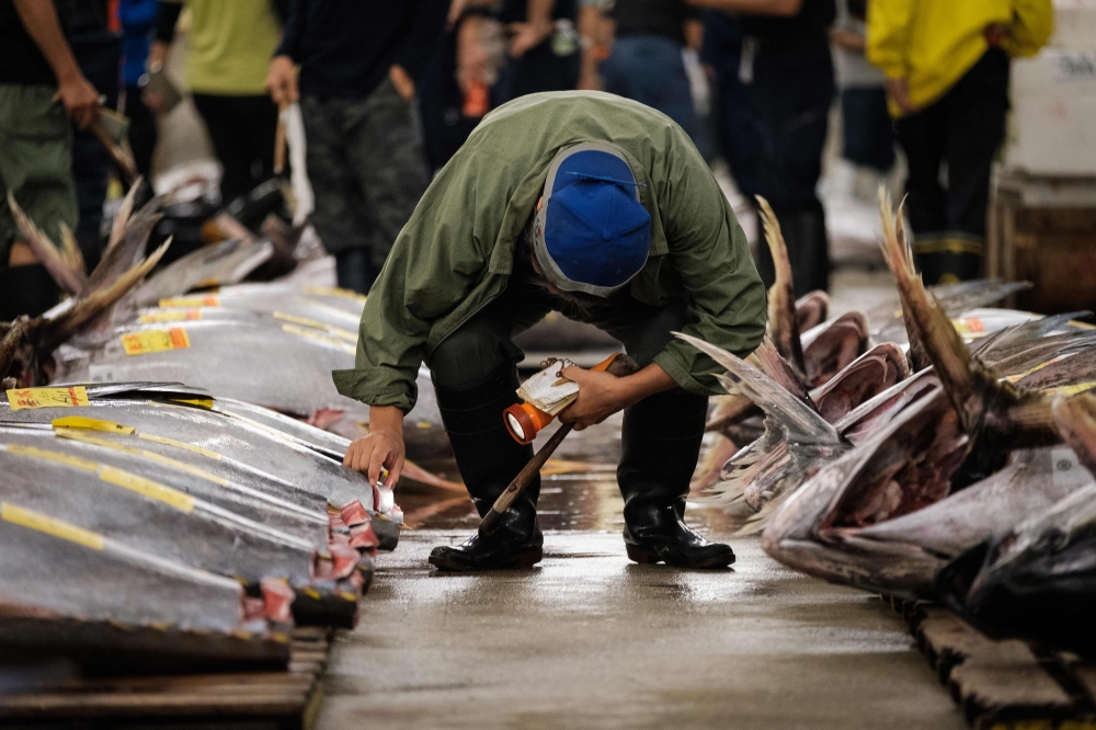 A buyer inspects fish before the final tuna auction at the landmark Tsukiji fish market, the last day of the market's operations before closing its doors, in Tokyo on October 6, 2018.  AFP / Nicolas Datiche
 