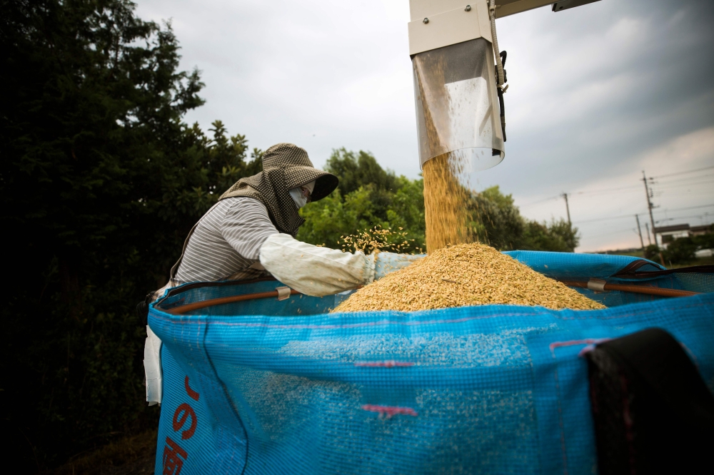 In this photo taken on August 31, 2018, Japanese farmer Toshiko Ogura loads harvested rice by a combine in Kazo city, Saitama prefecture. AFP / Behrouz Mehri 
 