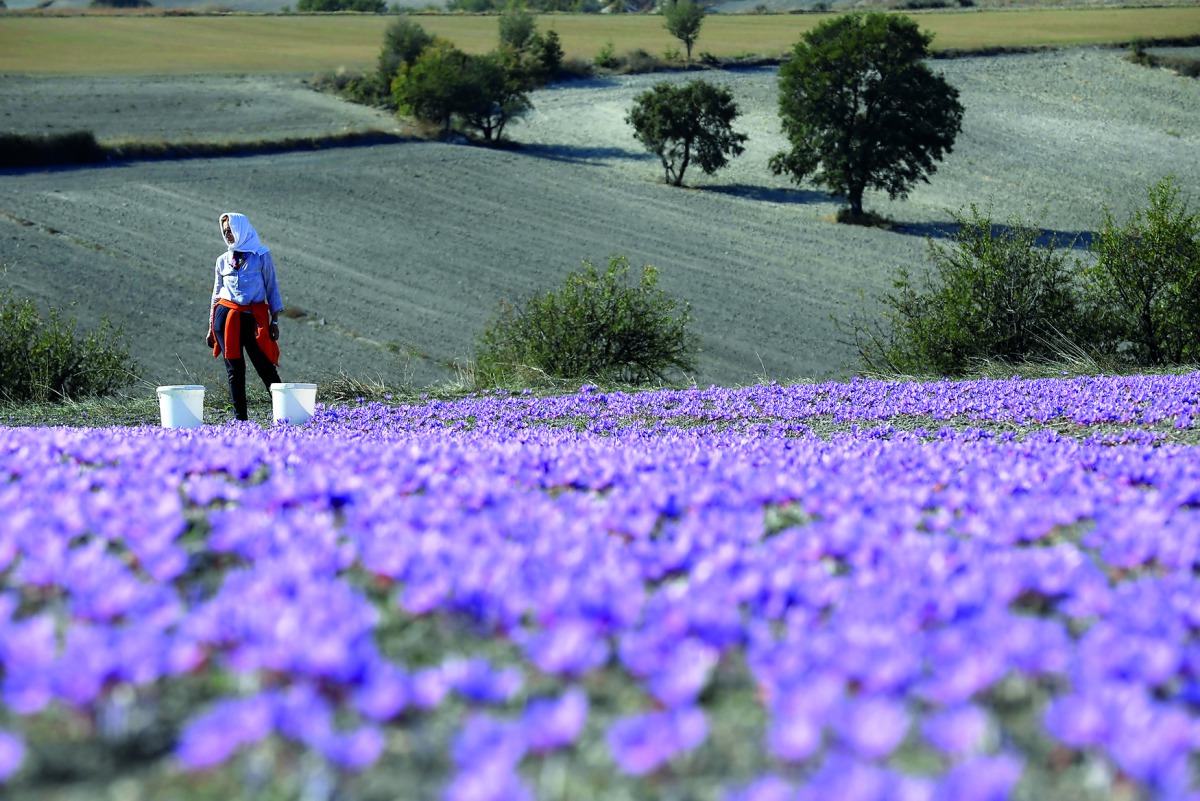 Evangelia Patsioura pauses as she harvests saffron flowers at her family’s field in the town of Krokos, Greece.