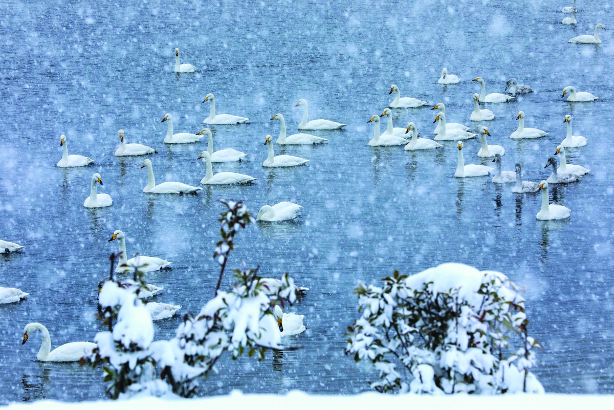 Wild swans glide across the lake of the Yinghuahu Park during snowfall in Rongcheng in China's eastern Shandong province on December 7, 2018.  AFP 