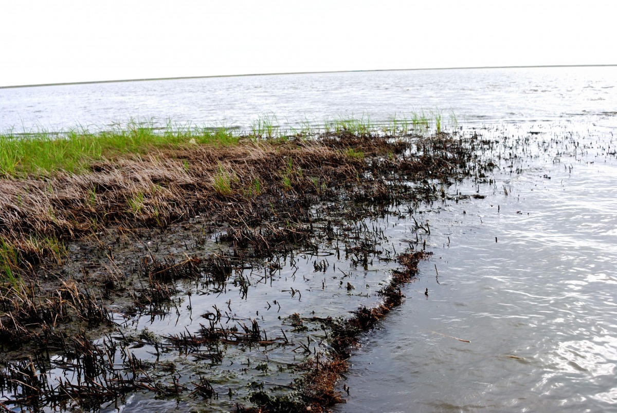 This April 7, 2011 photo shows Green shoots growing among the blackened marsh grasses killed by oil from the BP spill that seeped into Bay Jimmy in one of the hardest-hit areas of coastal Louisiana. (AFP) 