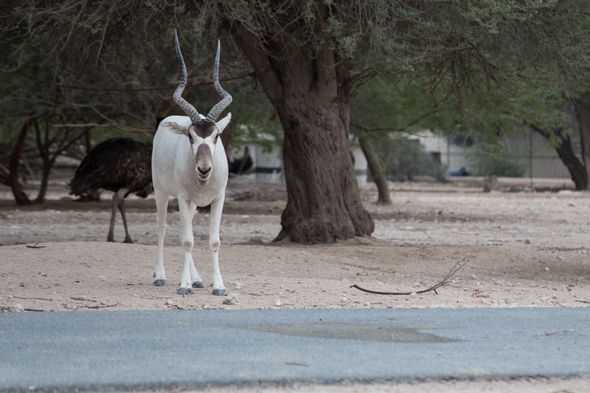 Al Dosari Zoo, Credit: vistqatar.qa