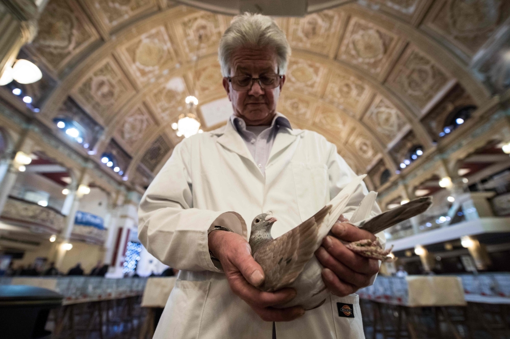 Show steward John Watson inspects his recently purchased pigeon at the annual two-day 'British Homing World Show of the Year' held in the Winter Gardens in Blackpool, north west England on January 20, 2019.  AFP / Oli Scarff 