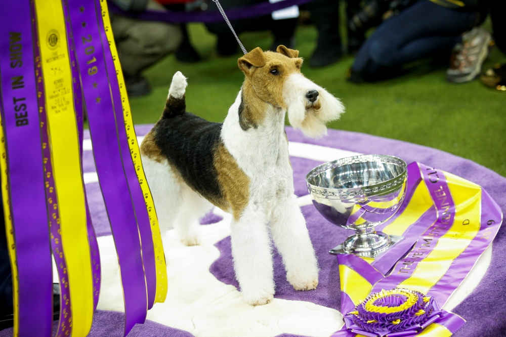 A Wire Fox Terrier 