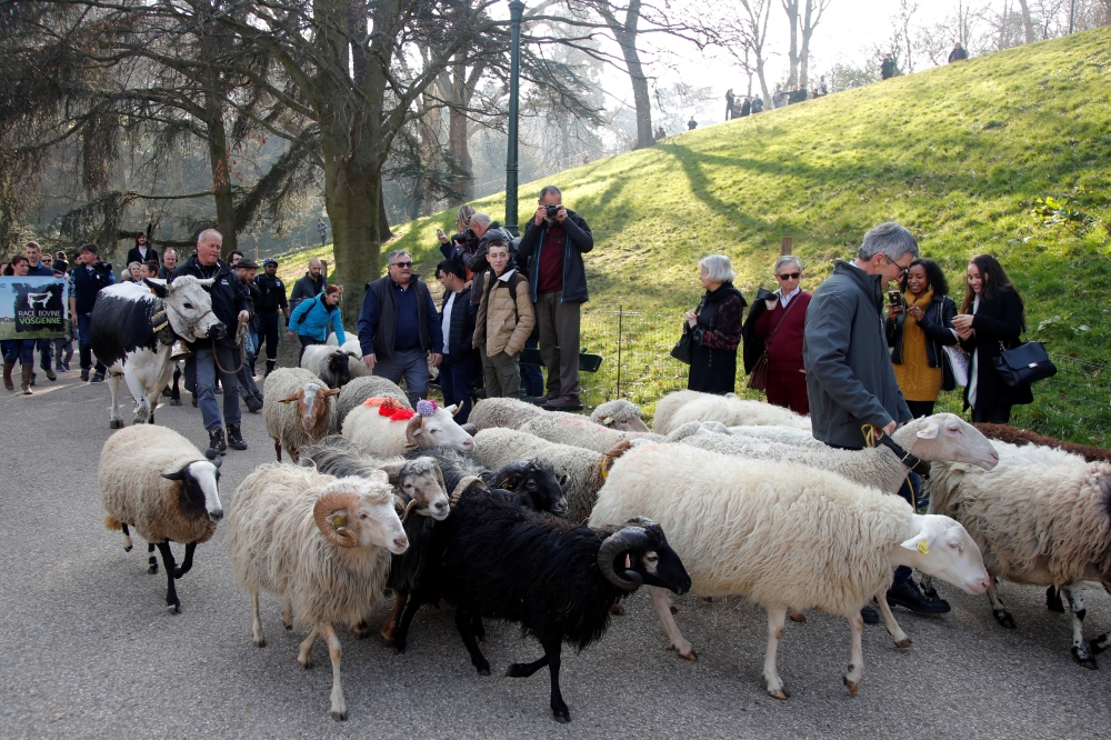 French farmers parade their livestock in the Buttes Chaumont park on the eve of the annual International Agriculture Fair (Salon de l'Agriculture) in Paris, France, February 22, 2019. Reuters/Charles Platiau