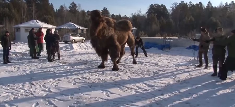 This videograb shows locals tying up a camel in Angarsk ahead of the slaughtering and burning of the animal. (Courtesy: nst.com.my)