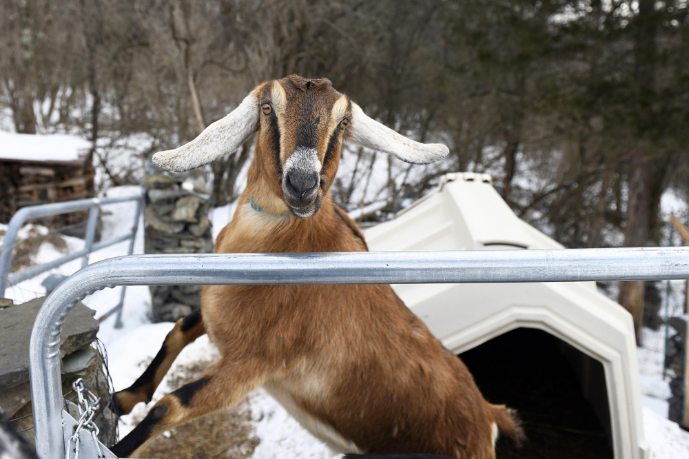 This March 6, 2019 handout photograph, obtained March 8, 2019 courtesy of the Rutland Herald, shows Lincoln, a Nubian goat, who was elected 