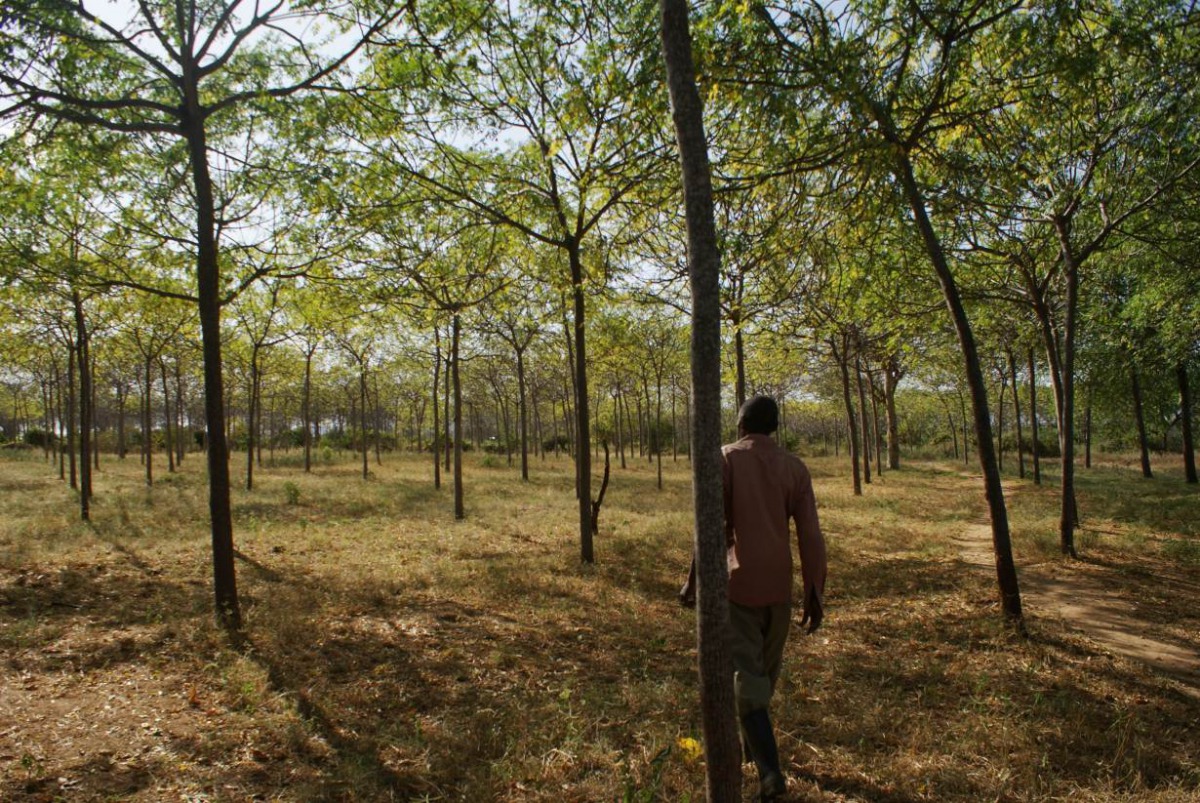 Farmer Jonathan Kituku Mung’ala takes stock of his Melia volkensii trees at his farm in Kibwezi, southern Kenya, on February 5, 2019. Thomson Reuters Foundation/Kagondu Njagi.