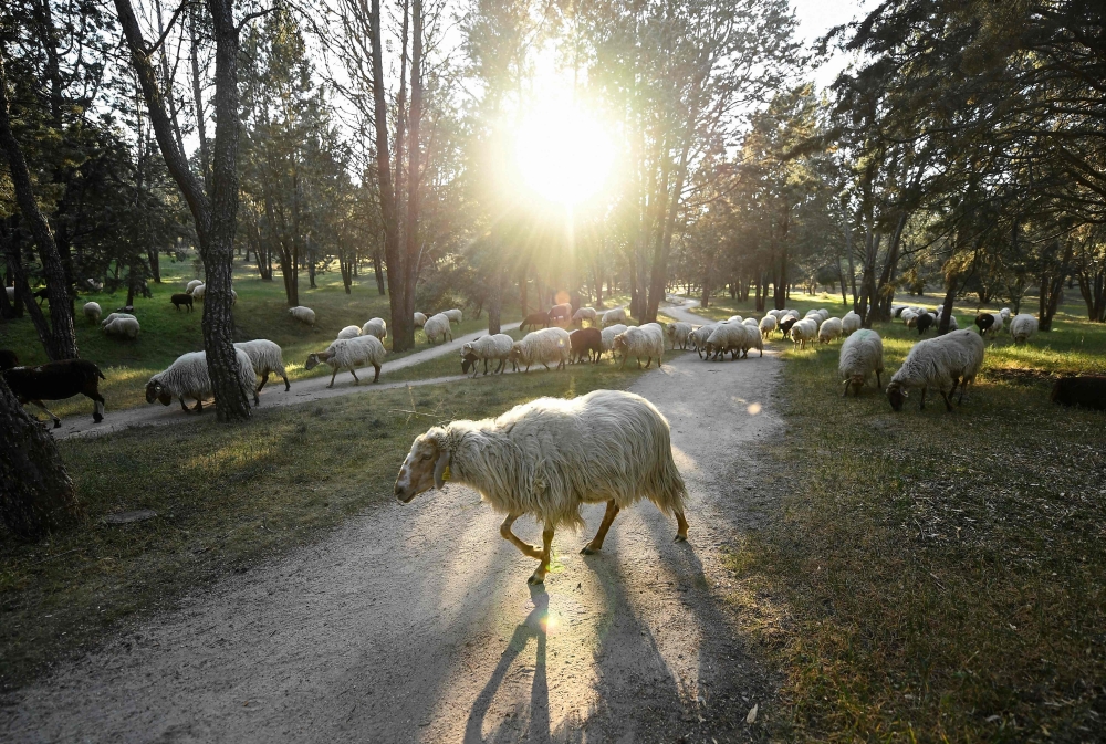 Sheep graze at the Casa de Campo park in Madrid on March 26, 2019. AFP / Oscar Del Pozo 