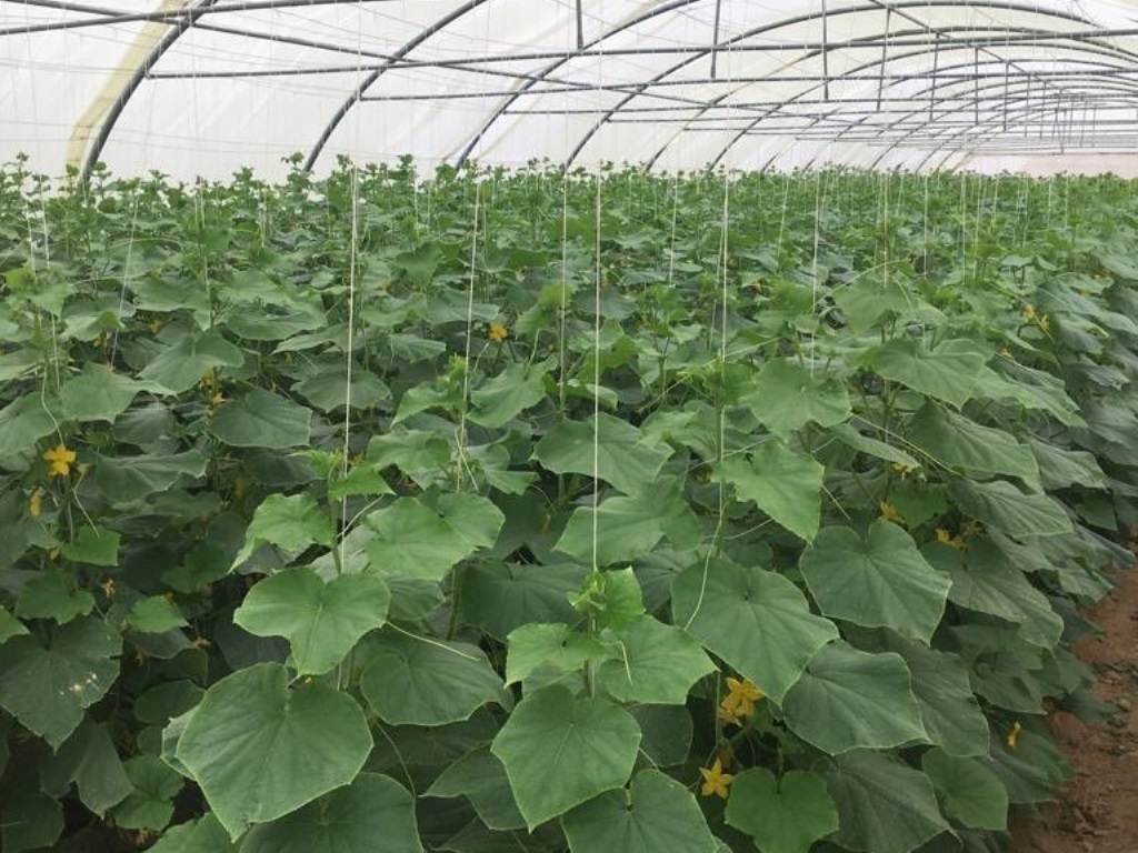 Cucumber farming at QADCO 