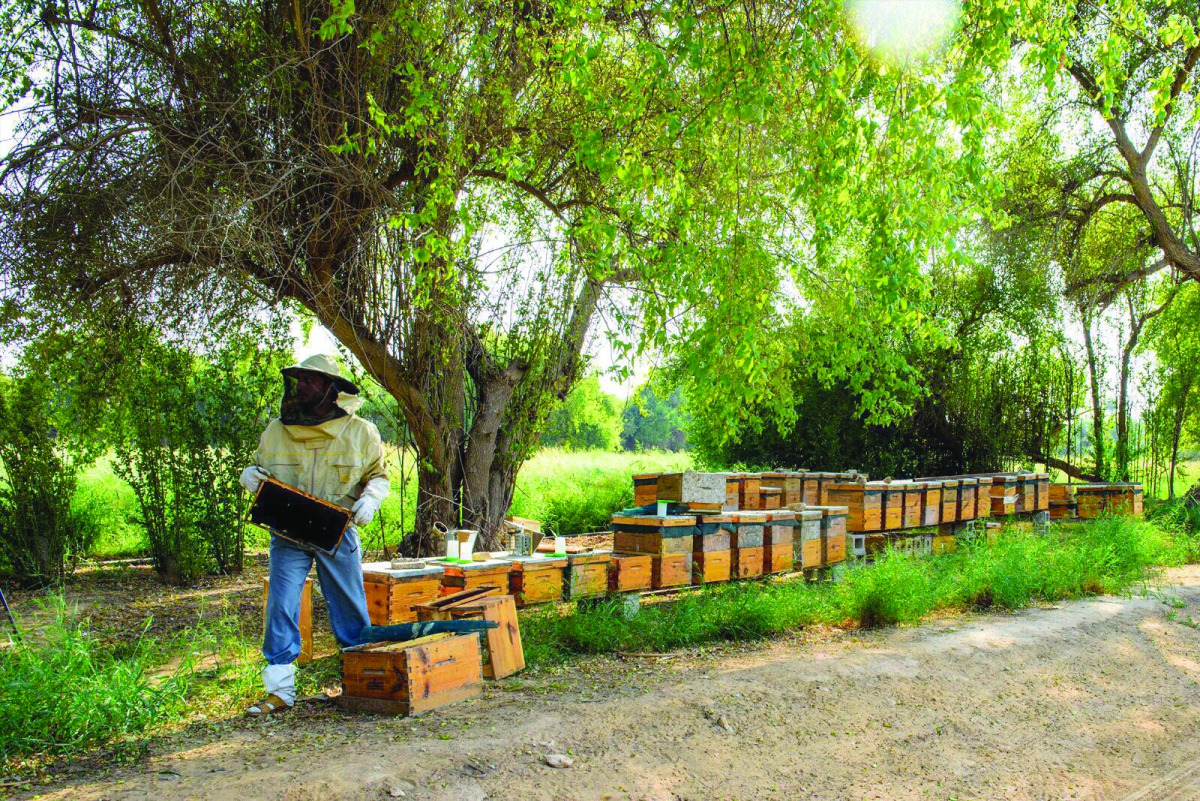 The project aims at increasing self-sufficiency of Qatar in honey production and providing extra income to the farmers encouraging them to invest in agricultural sector. 
