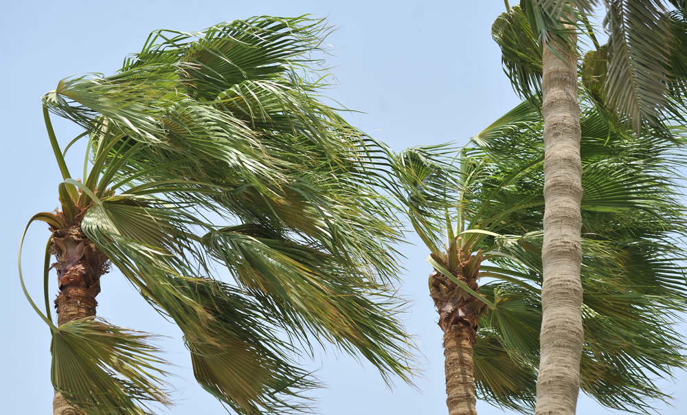 FILE PHOTO: Palm trees on the Corniche swaying to high wind in Doha. July 9, 2018. Salim Matramkot © The Peninsula