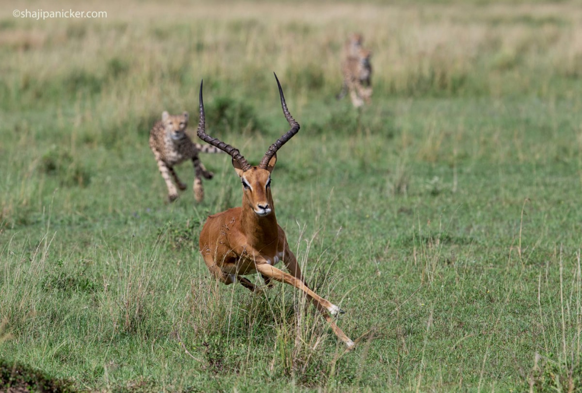 The photograph that won the first prize in Masaimara Wildlife Photography Challenge 2019