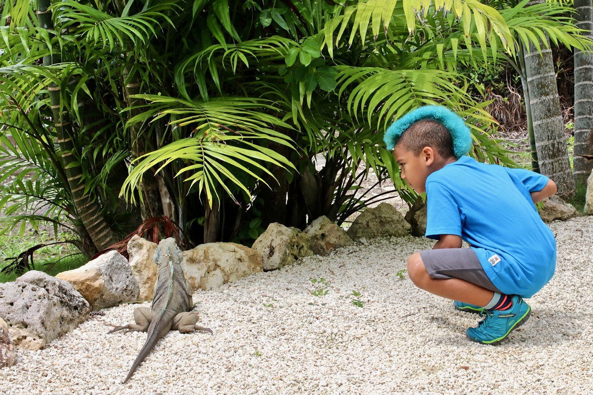 The Queen Elizabeth II Botanic Park on Grand Cayman offers visitors a chance to get a close look at the island's native blue iguana. Photo for The Washington Post by Nevin Martell