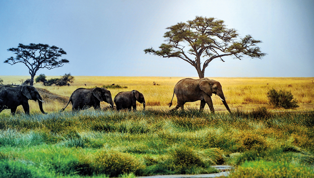 A photo on display during ‘Experience Tanzania’ photography exhibition which opened at Education City Student Center, yesterday. Pic: Abdul Basit/The Peninsula