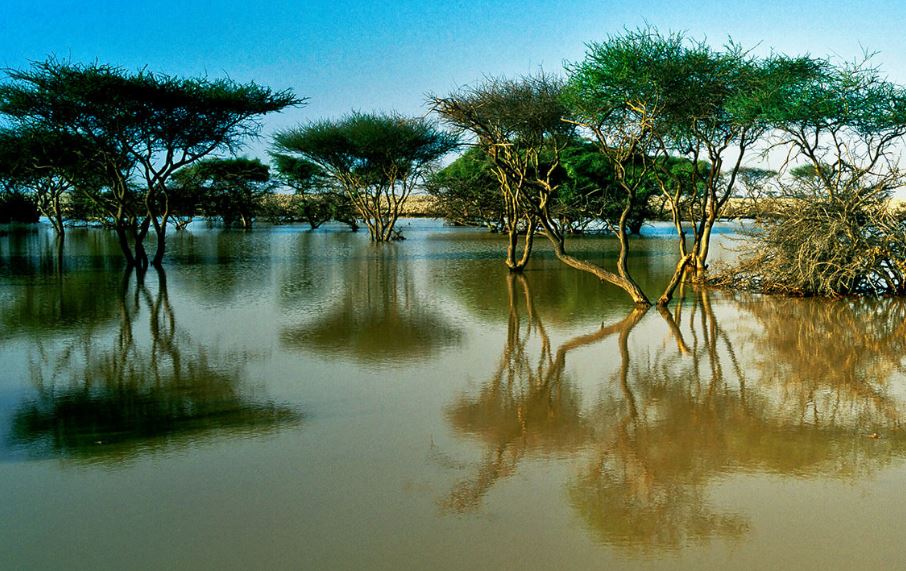 Al Thakira Mangroves. source: visitqatar.qa