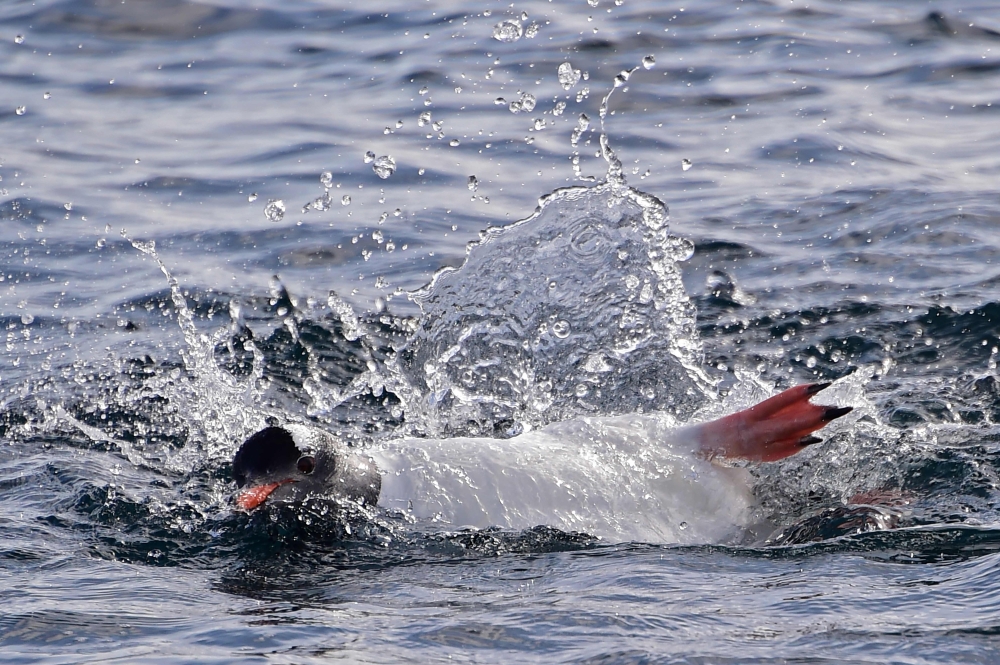 A Gentoo penguin (Pygoscelis Papua) swims on Half Moon island, Antarctica on November 09, 2019. / AFP / Johan Ordonez
 