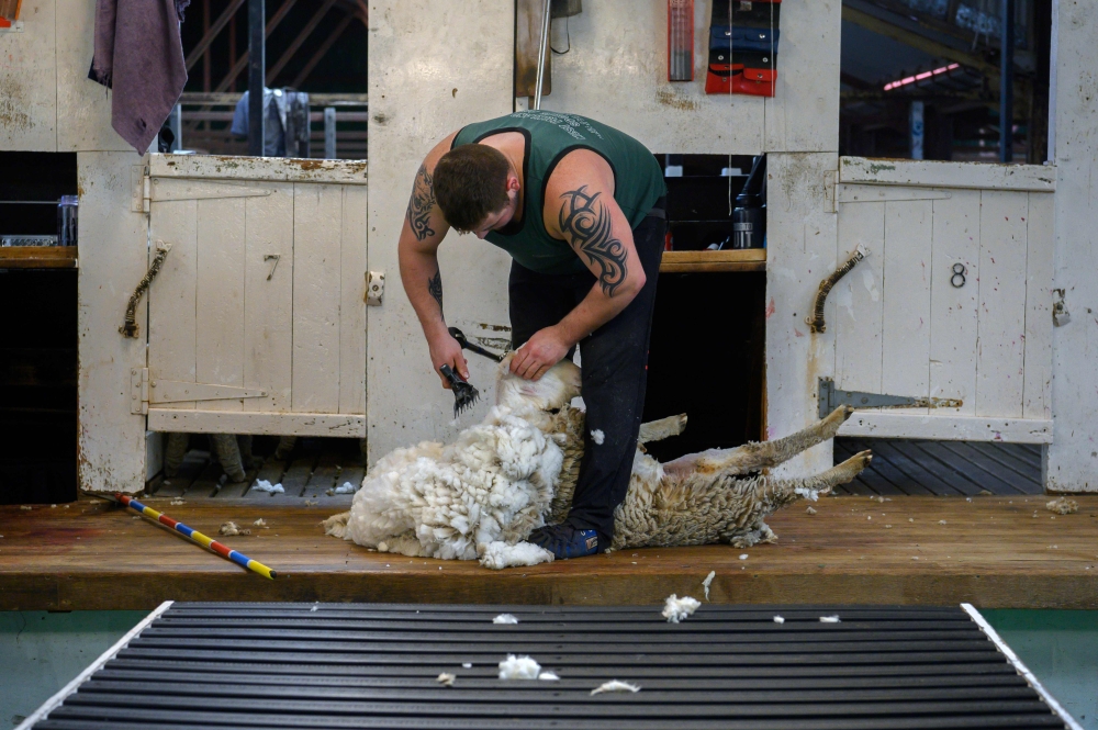 A worker shears a sheep at a ranch in Goose Green, Falkland Islands (Malvinas) on October 10, 2019.  AFP / Pablo Porciuncula Brune 