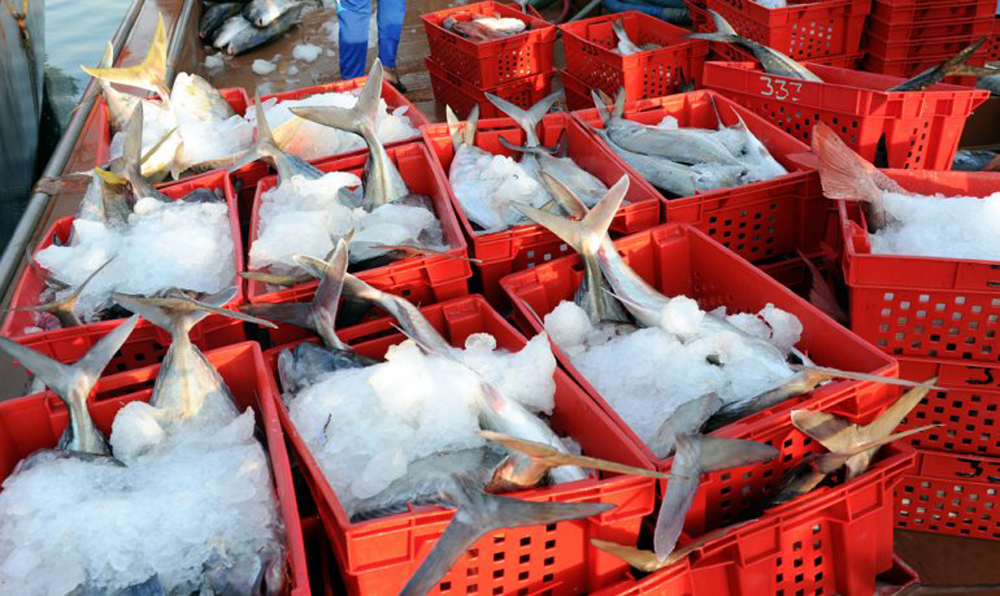 File photo of a catch of fish at at the Al Wakrah harbour after the fishermen brought them into iced boxes. Salim Matramkot © The Peninsula