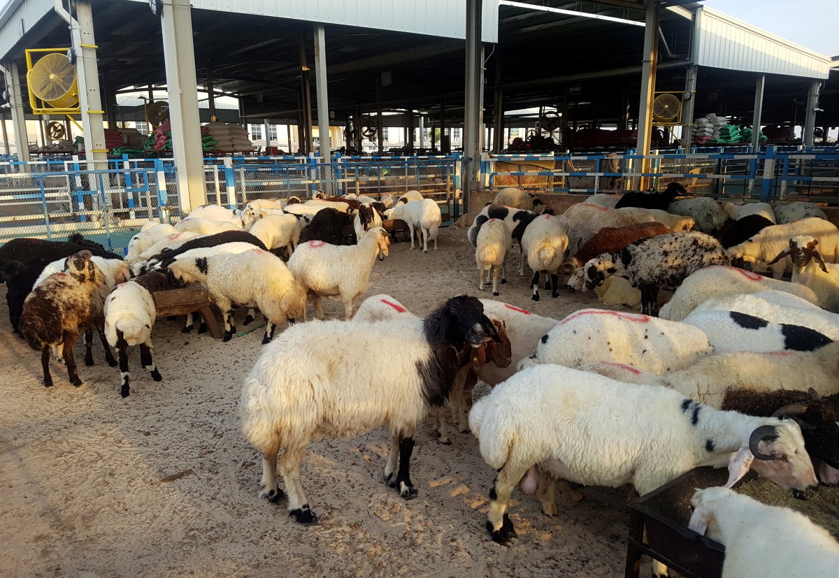 Eid Al Adha livestock at Al Wakra Central Market. (Pic: Abdul Basit / The Peninsula)