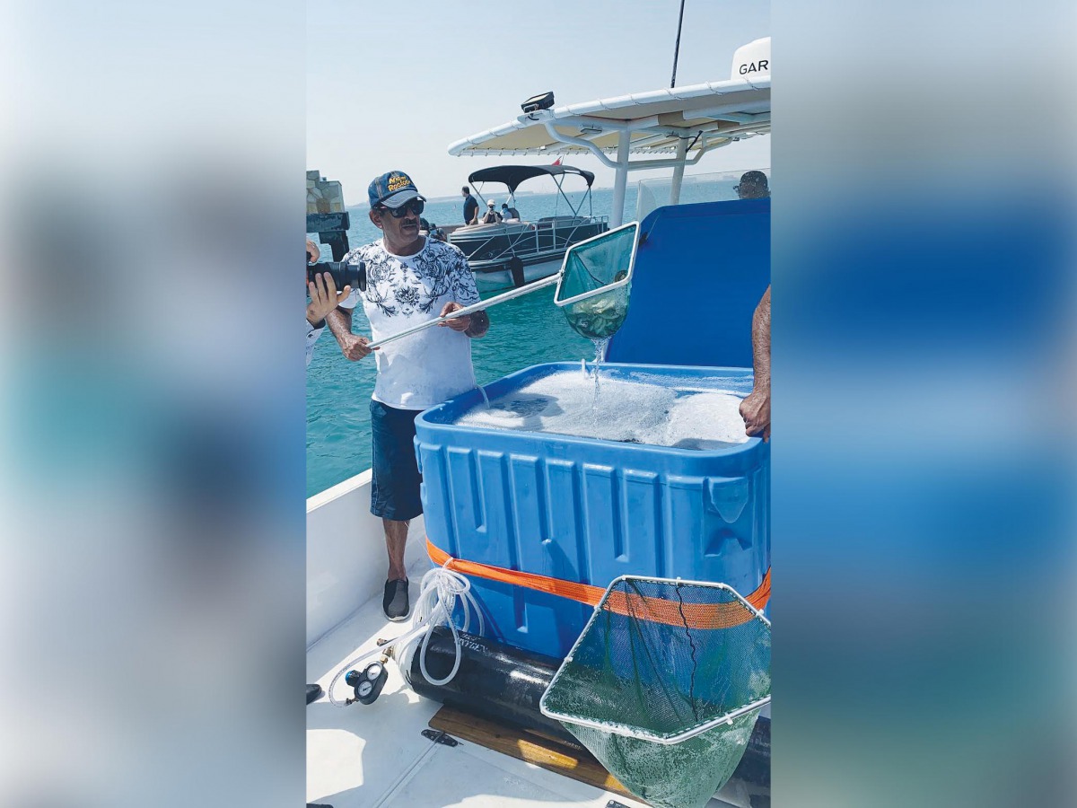 An MME official releasing baby black seabream fish into the sea. 