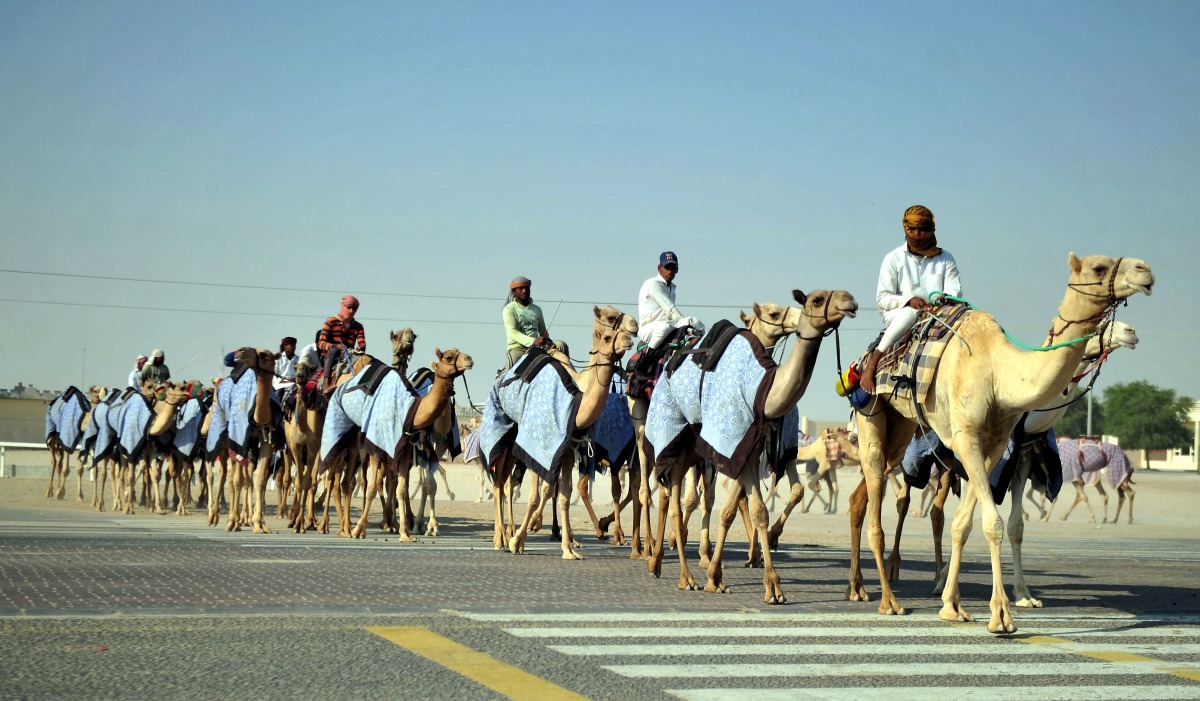 Camels being taken to Al Sheehaniya Camel Racetrack for their daily training.   PIC: Abdul Basit / THE PENINSULA