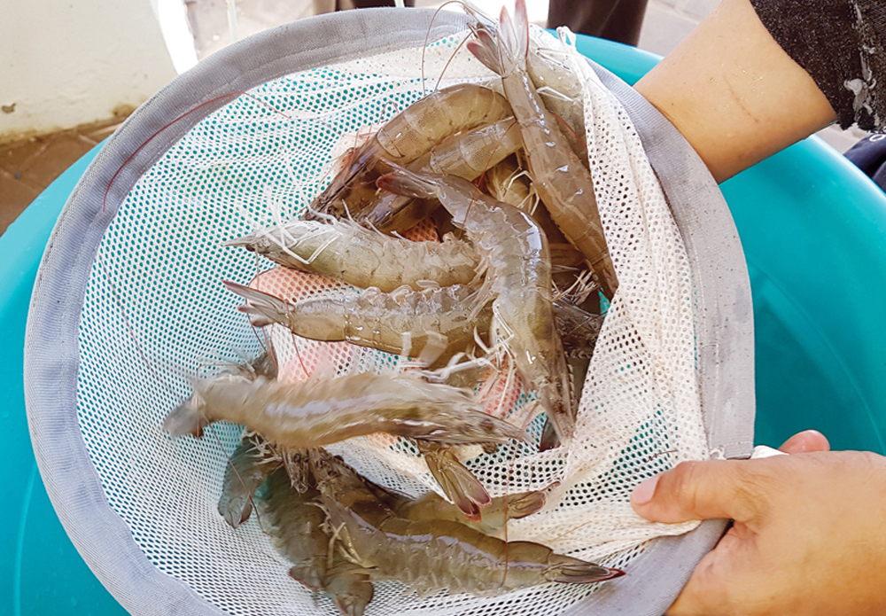 Shrimps farmed at the Aquatic Research Center at Ras Matbakh. Pic: Abdul Basit/ The Peninsula