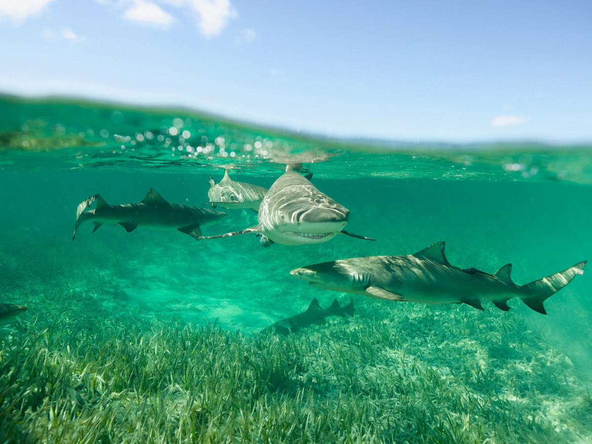 Lemon sharks swim in a lagoon in Bimini, The Bahamas.